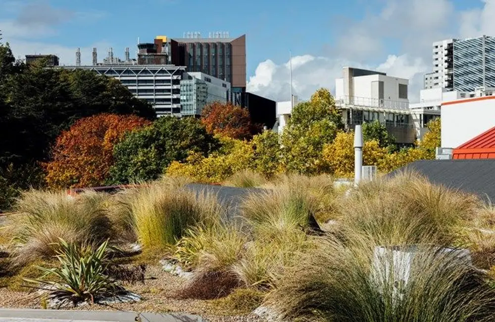 Auckland Central Library Green Roof