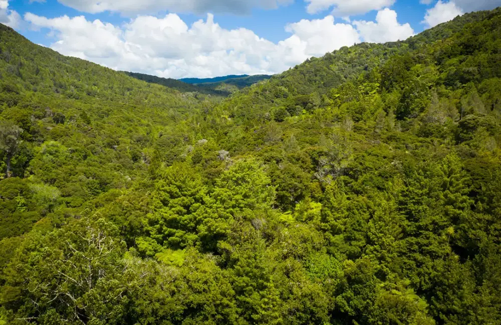 Bream Bay Catchment-wide Action Plan and Portal Web Map
